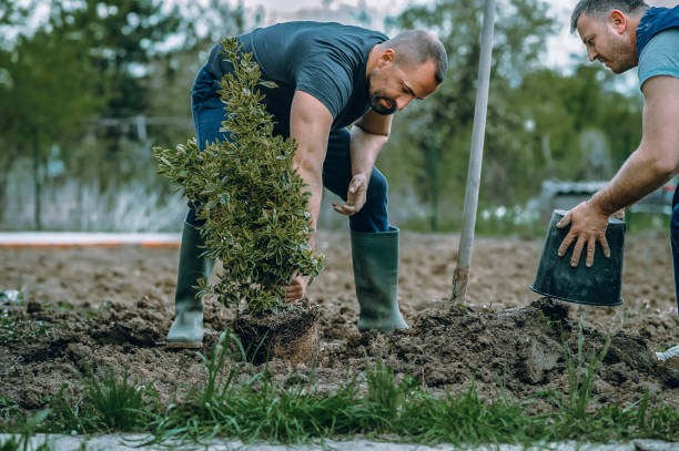 Lawn Pest Prevention in Dayton, NJ